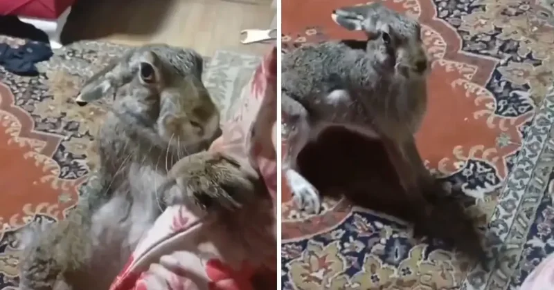 Vicdansız adamın yaban tavşanına yaptıklarına tepki yağdı