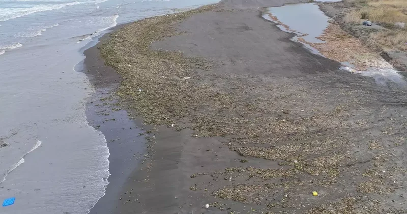 Denizin dibinden çıktı, tüm dahili kapladı