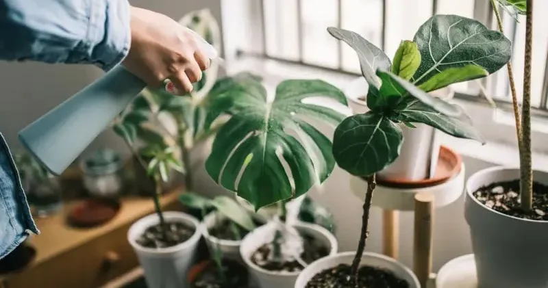 Bitki katili misiniz? İşte ev bitkilerini hayatta tutmanın yolları