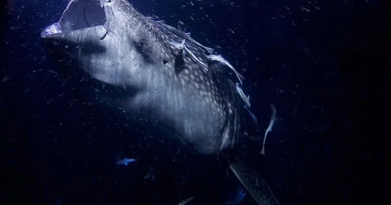 Tarih Öncesi Dönemin Dev Deniz Yılanı Keşfedildi