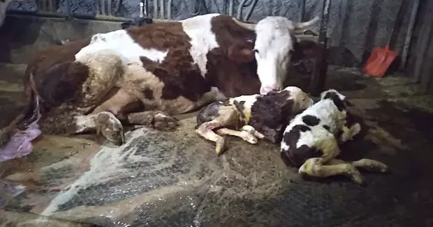 Bursa haberleri Besici, 15 gün arayla önce kahroldu sonra sevinçten havalara uçtu 15 Ocak 2026