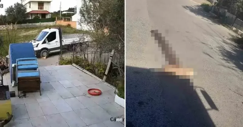 Yerde yatan köpeği ezip yoluna devam etti Hayat Haberleri