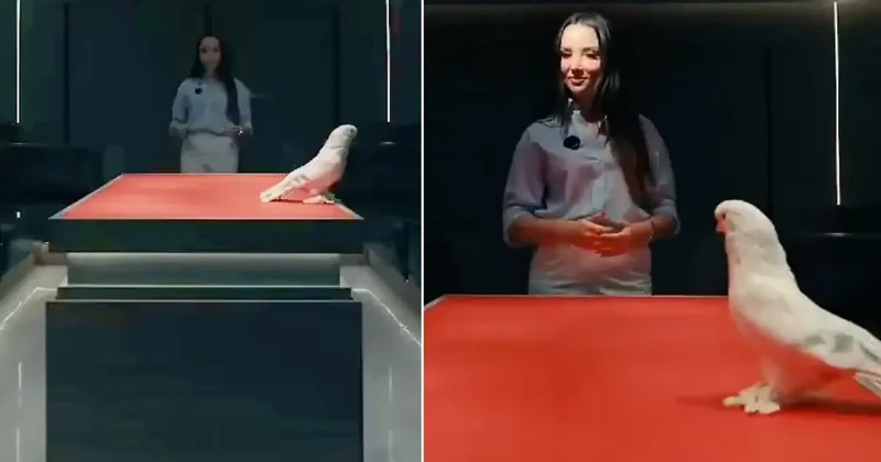 Duyan kulaklarına inanamadı! Ayaz Erkek tam 2 araba fiyatına satıldı