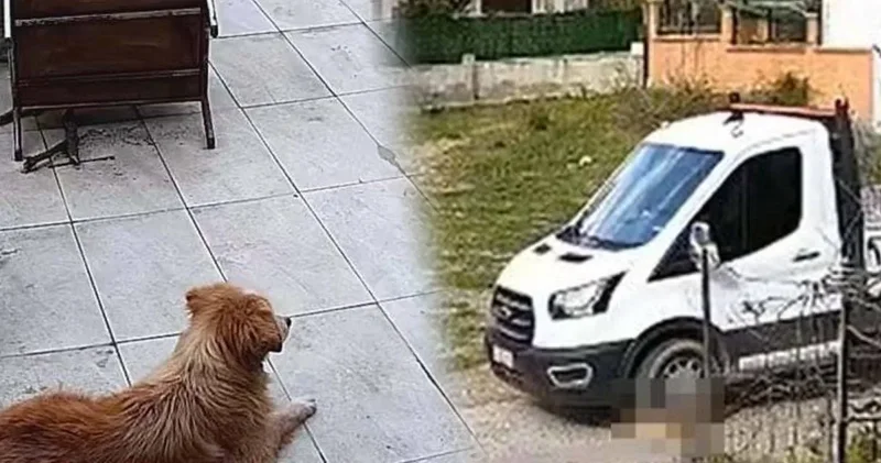 Vahşetin adresi bu kez İzmir! Yol kenarında yatan köpeği kamyonetle ezdi