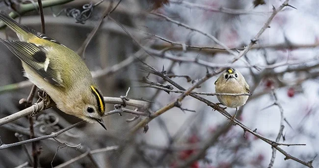Türkiye ve Avrupa nın en küçüğü: Bursa da görüntülendi