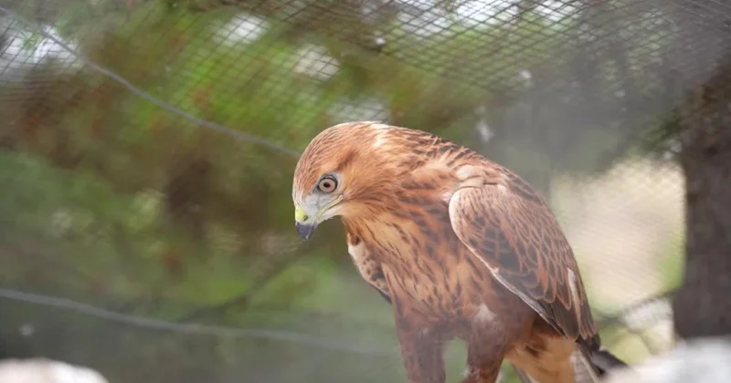 Geçen yıl 11 bin yaban hayvanı tedavi edilerek doğaya salındı