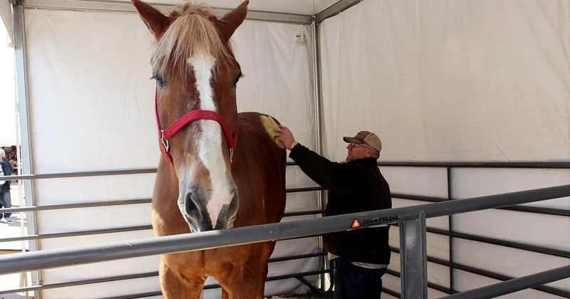 Araştırma: Atlar insanların korkusunu koklayabiliyor
