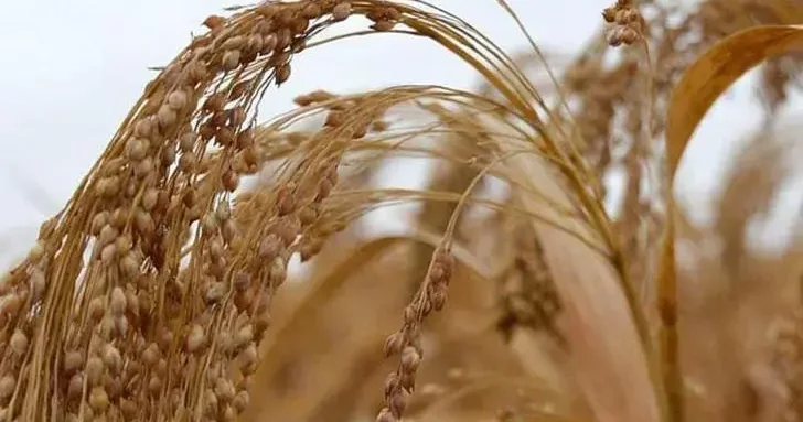 TÜİK: Tarım ürünleri üretici fiyatları aralıkta arttı