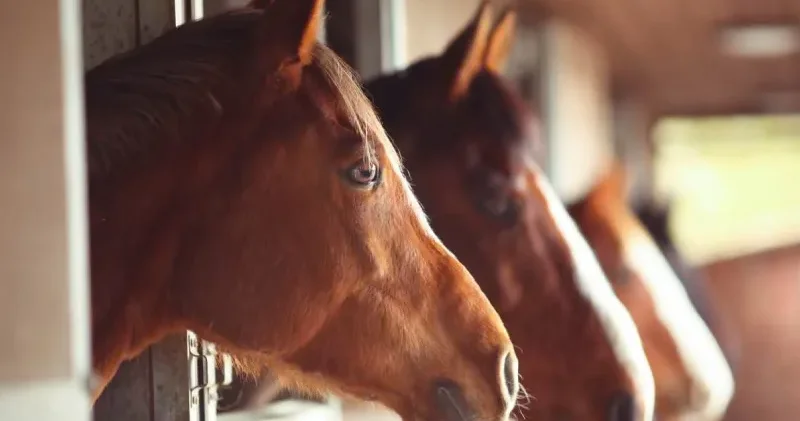 Atların insanlardaki korkunun kokusunu alabildiği tespit edildi: Hayvanlarla aramızdaki bağın gücünü gösteriyor