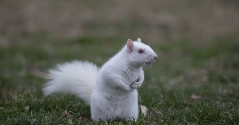 Washington da doğanın nadir canlılarından albino sincap görüntülendi