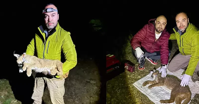 Dr. İlemin: Karakulak türünü Akdeniz ekosistemi için gösterge tür olarak tescilledik