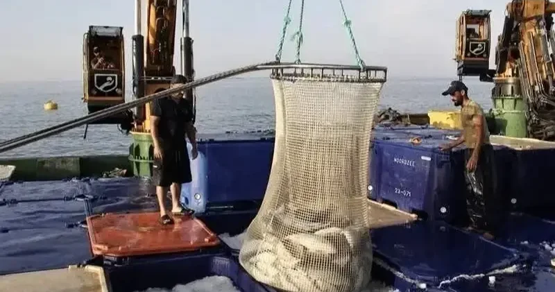 7 yılda üretimini 24 kat artırdı: Türk somonunda Türkiye lideri oldu Gündem Haberleri