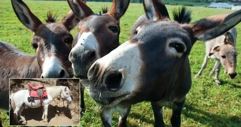 TÜİK ten çarpıcı araştırma: Son 20 yılda at eşek ve katır sayısı azaldı Gündem Haberleri
