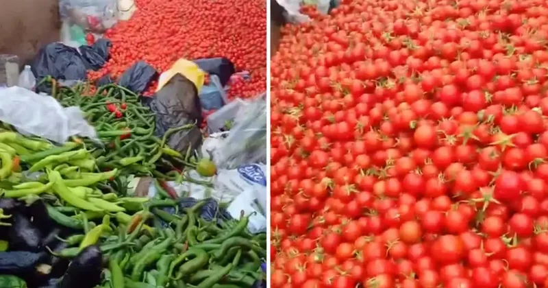 Sapasağlam sebzeleri çöpe attılar