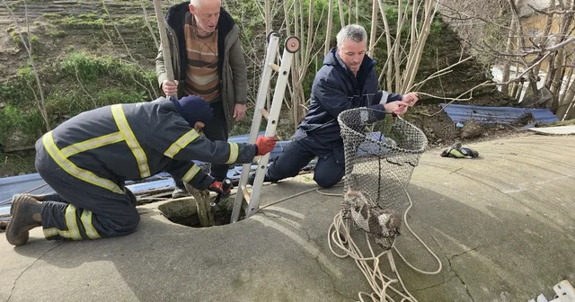 Su deposuna düşen yavru köpek 6 saat sonra kurtarıldı Edirne Haberleri