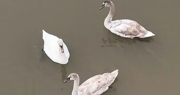 Göç yolunda yorgun düşen kuğulara özel koruma