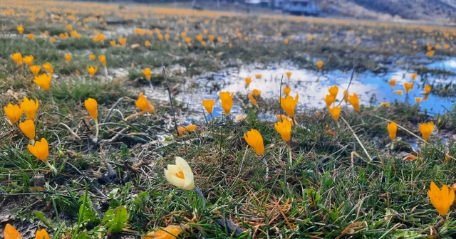 Çiğdemlerin açtığı Bartlı Yaylası nda görsel şölen Konya Haberleri