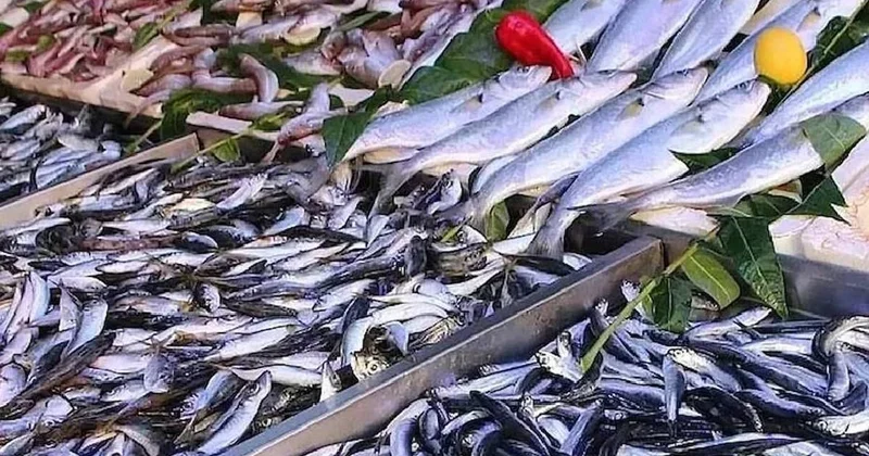 Bu balığın tezgaha çıkması yasak ama müşterisi çok: Kapış kapış satılıyor Sözcü Gazetesi