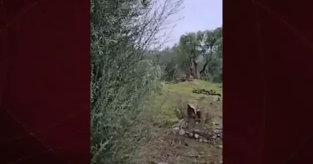 İbrahim Yumaklı: 100 yıllık zeytin ağaçlarının kesilmesi CHP’lilere serbest mi?