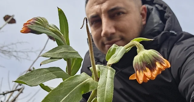 Karın başkenti Bitlis te şubat sürprizi: Çiçekler karlar arasında açtı Bitlis Haberleri