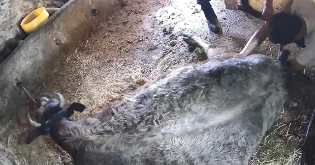 Doğum yapmakta zorlanan ineği sezaryen yapan S.T. den açıklama: Çağırdılar insanlık namına yardımcı oldum Aydın Haberleri