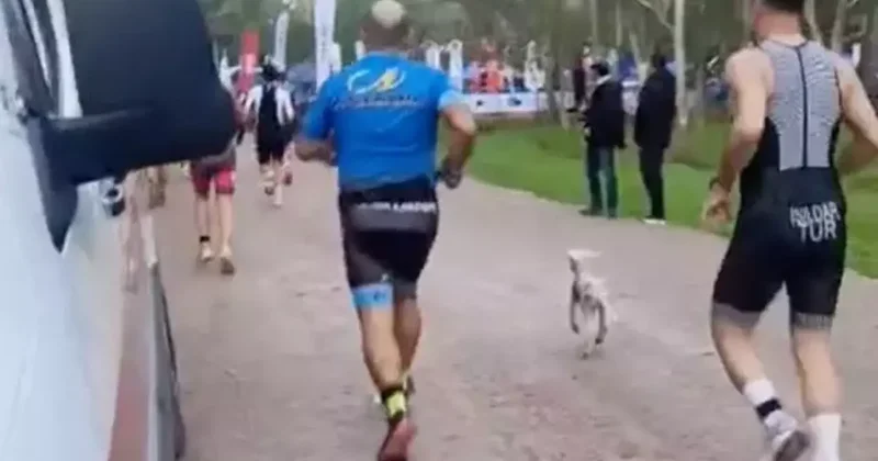 İzmir de yolunu kaybeden bir kuzu kendini koşu yarışında buldu