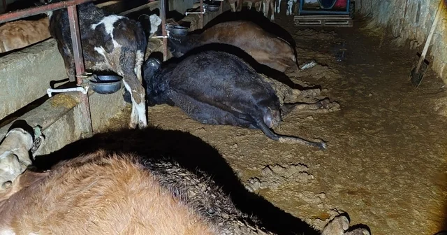 Elektrik kaçağı 8 büyükbaş hayvanı telef etti Adıyaman Haberleri