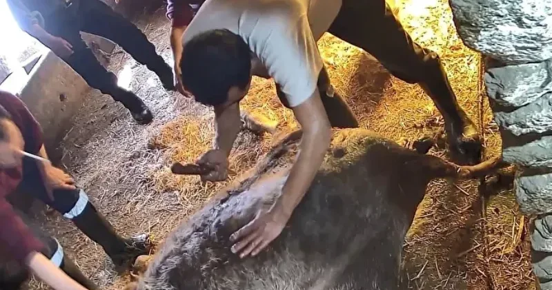 Hamile ineğe anestezisiz sezaryan yapıp ölümüne neden olanlar hakkında suç duyurusu: Bu bir vahşet!