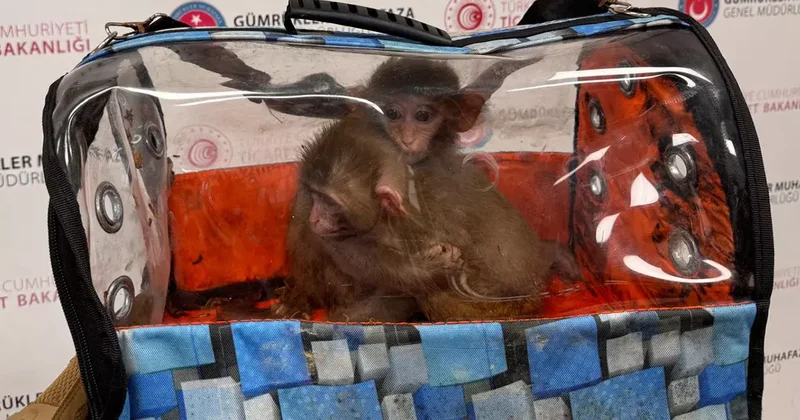 Sınırda dev operasyon: Sülükten maymuna yüzlerce tür, 85 bin canlı hayvan!
