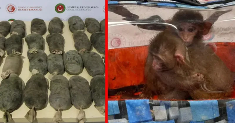 SON DAKİKA: Sülükten maymuna, 85 bin canlı! Sınırda dev operasyon: Rakamlar şoke etti