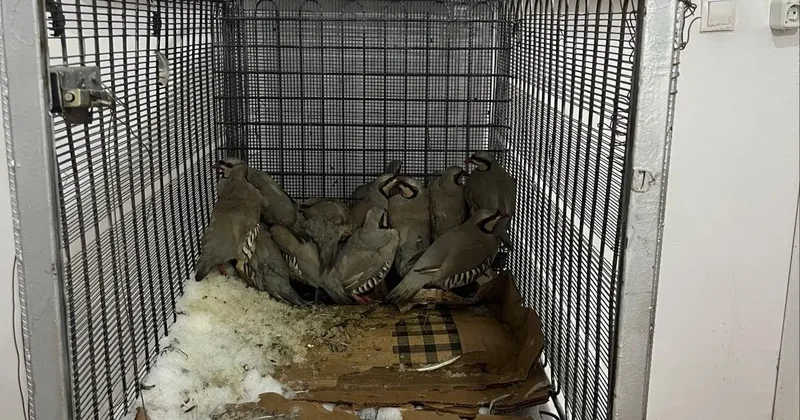 Van da bahçesinde 14 kınalı keklik yakalanan kişiye 75 bin 303 lira ceza