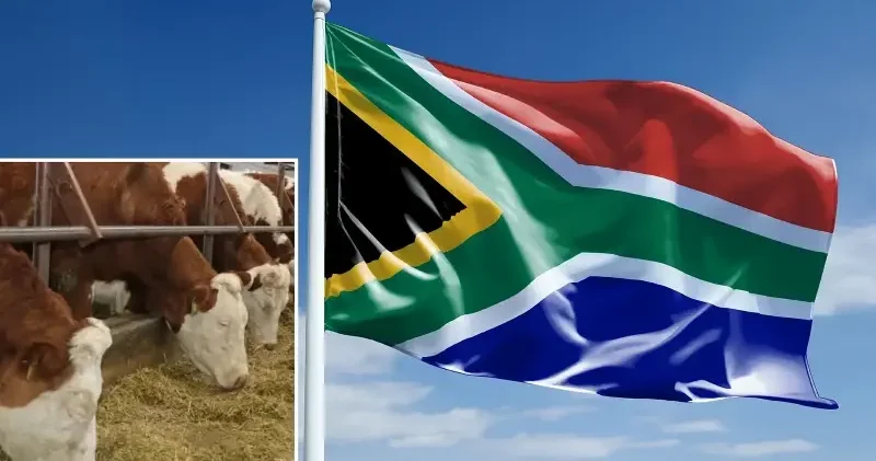 Güney Afrika’da şap salgını: Ulusal afet ilan edildi Dünya Haberleri