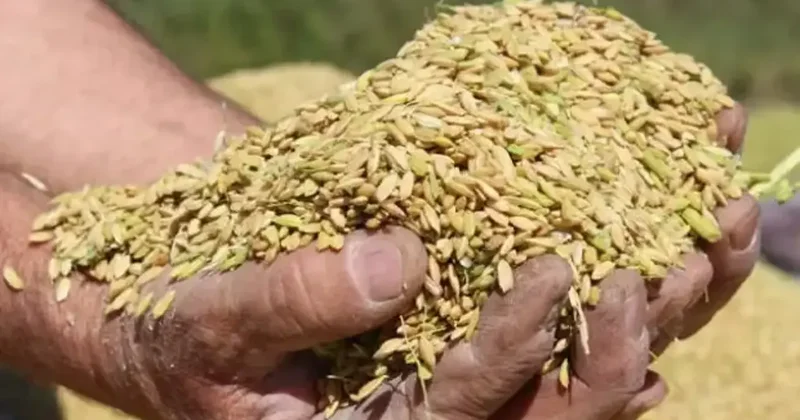 TMO lisanslı depolardaki buğdayı günlük satışa açıyor