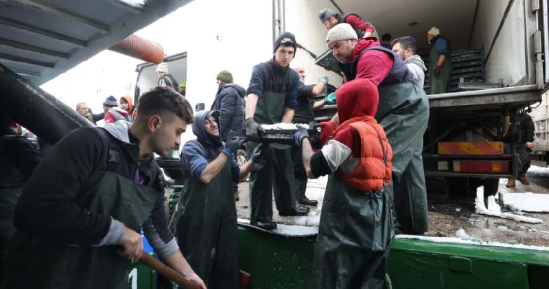 Karadeniz den yola çıkıp peşine düştüler: Kasa kasa dönüyorlar! Kilosu 100 liraya kadar düştü