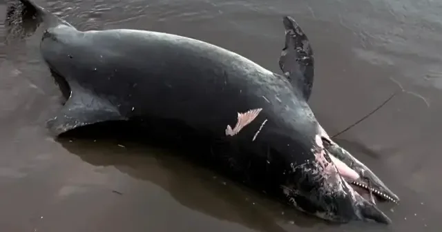 Adana da ölü yunus sahile vurdu VİDEO İZLE