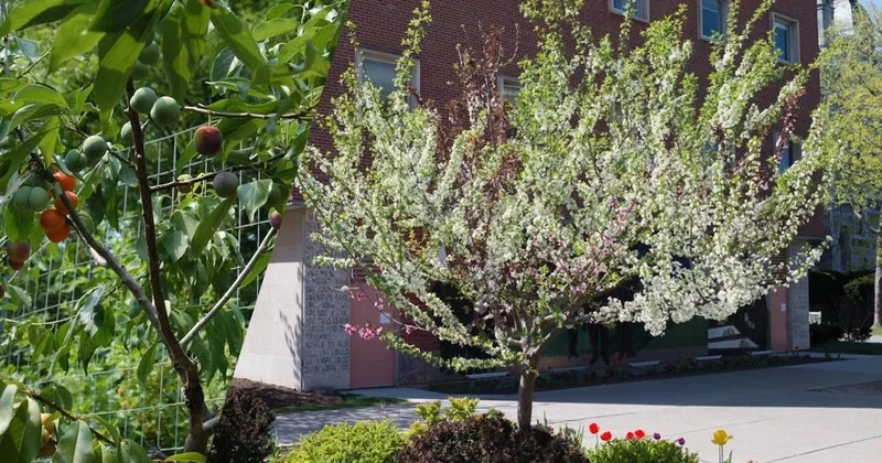 Tek ağaçtan 40 ayrı meyve hasat ediyor: Koca bir bahçeye bedel Sözcü Gazetesi