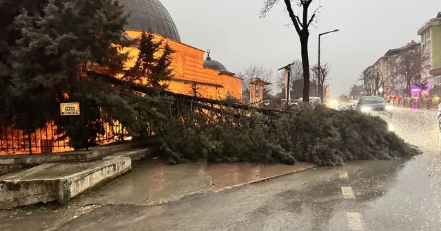 Edirne de fırtına ağaçları devirdi Edirne Haberleri