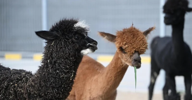 Ticaret Bakanlığı ekipleri 85 binden fazla canlı hayvan ele geçirdi