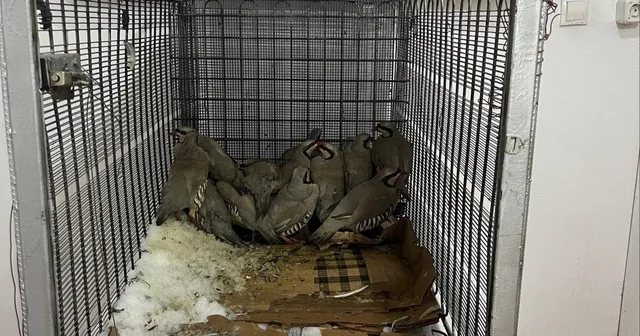 Van da keklik avına 75 bin TL ceza Van Haberleri