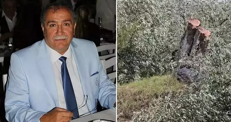 Milas taki zeytin ağacı kesimine ilişkin soruşturma sonrası CHP ilçe başkanı istifa etti