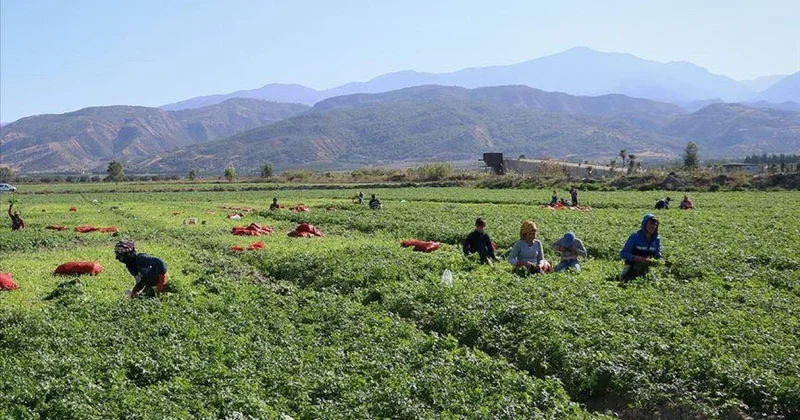 Türkiye’de tarımın en kapsamlı sayımında son aşama