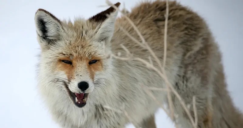 Kars ta görüntülendi: Avlanma becerileri dolayısıyla kurnaz ve uyanık olarak nitelendiriliyorlar