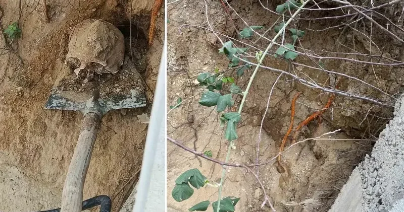 Fidan dikimi sırasında insan kafatası ve kemik parçaları bulundu Kocaeli Haberleri