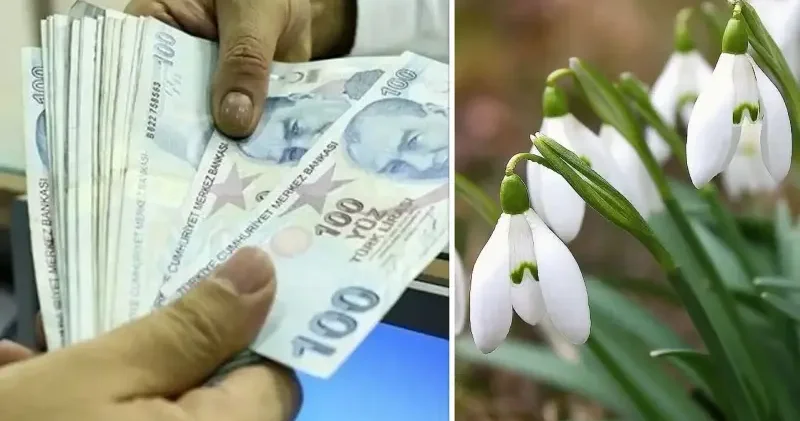 Yanlışlıkla bile koparmayın: Cezası 699 bin liraya ulaştı Aktüel Haberleri