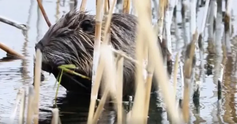 Ağrı Dağı eteklerinde su maymunu görüldü: Dünyanın öbür ucundan gelmiş Sözcü Gazetesi