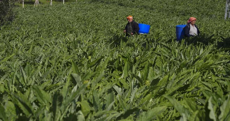 Ege ve Marmara bölgesinde yetiştiriliyor! 30 liradan satılıyor: Tam bir vitamin deposu