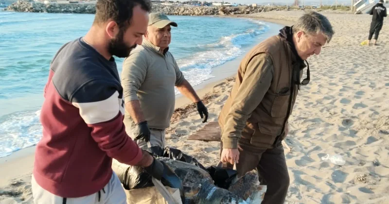 Aydın da sahile cansız karetta vurdu Sözcü Gazetesi