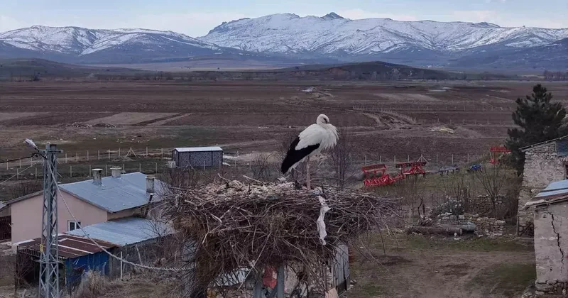 Baharın müjdecileri, asırlardır mesken tuttukları köye döndü