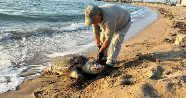 Kuşadası nda aynı gün 3 deniz kaplumbağası ölü bulundu Aydın Haberleri
