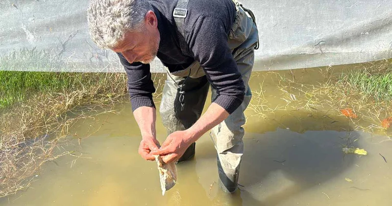 Soğuk suyun içinde saatlerce arıyor: Birçok hastalığın tedavisinde kullanılıyor